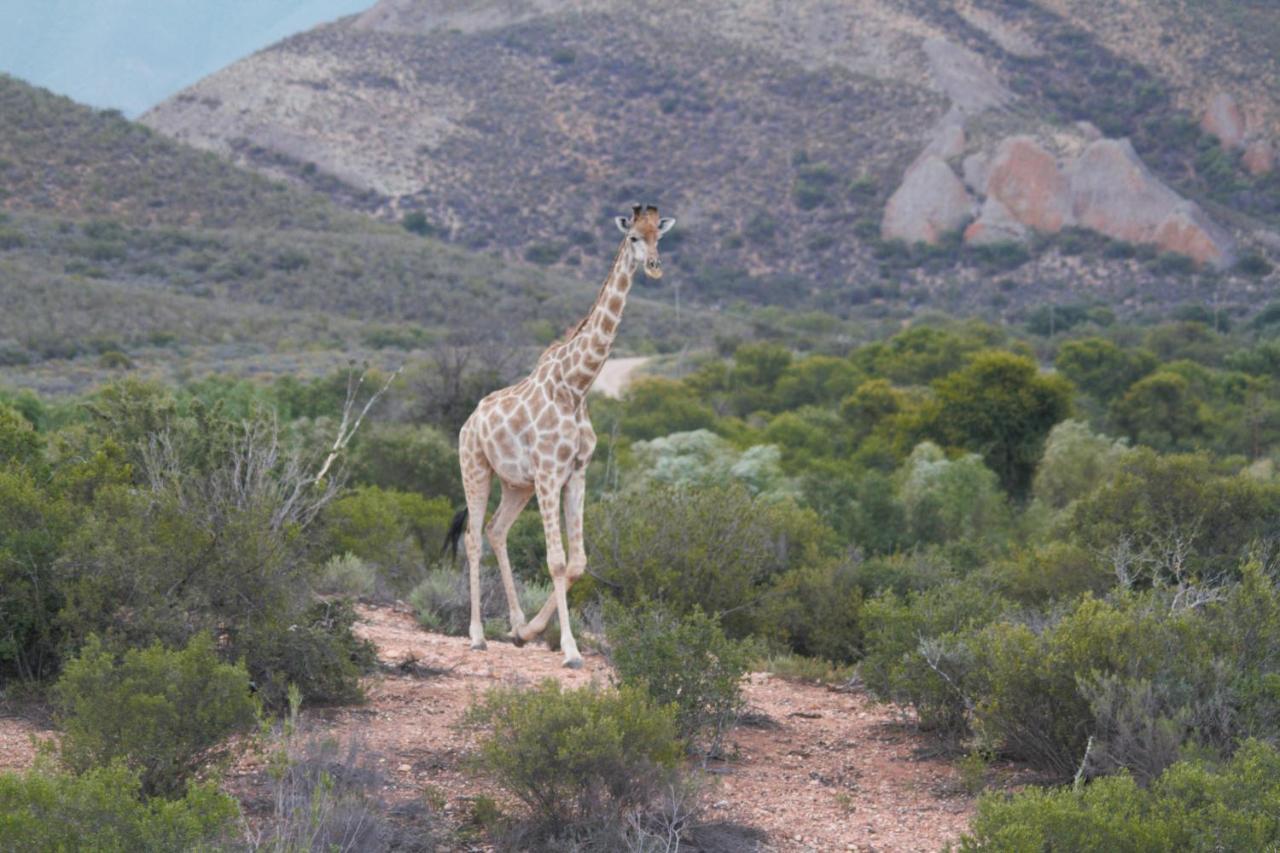 Zwartberg View Mountain Lodge Oudtshoorn Kültér fotó