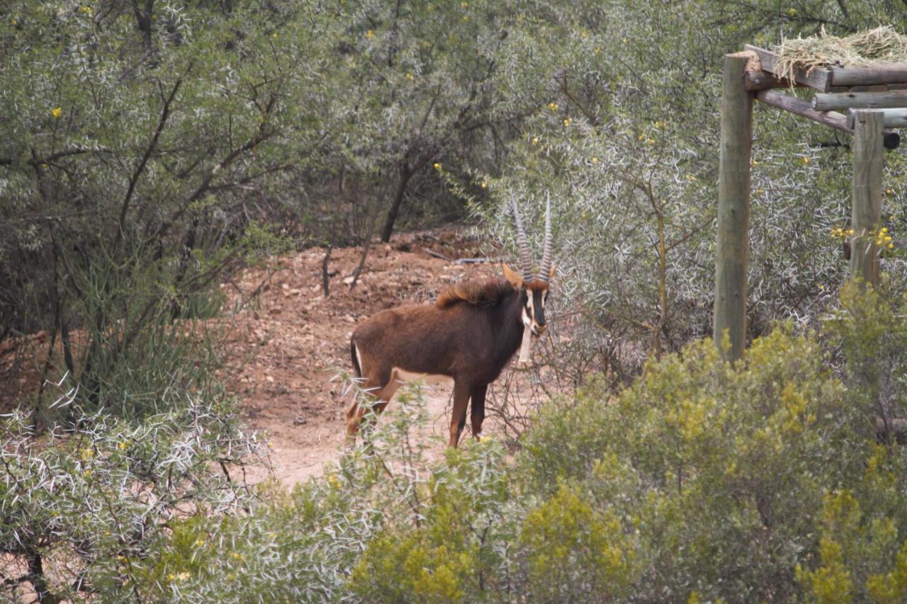 Zwartberg View Mountain Lodge Oudtshoorn Kültér fotó
