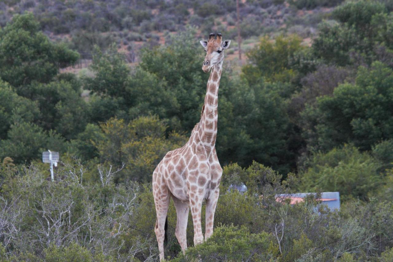 Zwartberg View Mountain Lodge Oudtshoorn Kültér fotó