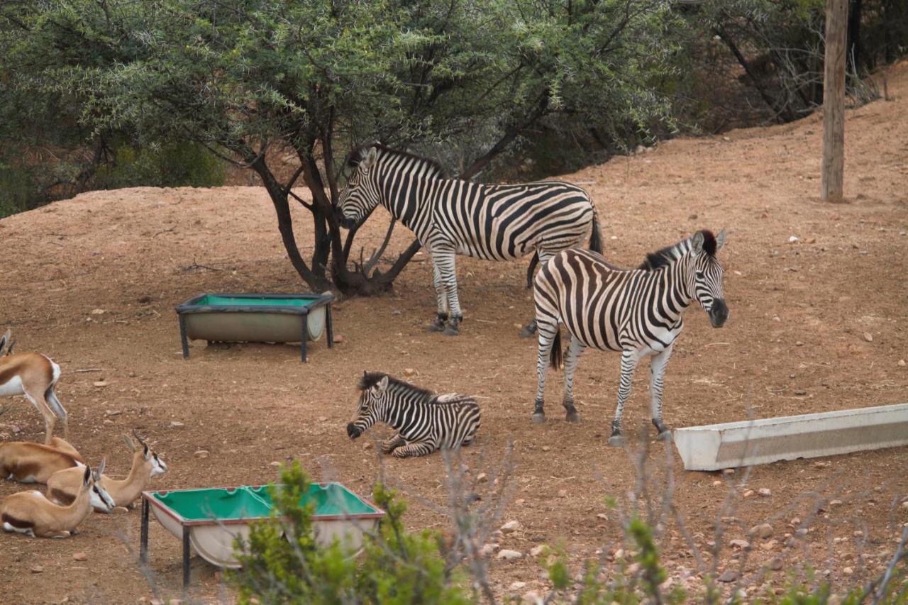 Zwartberg View Mountain Lodge Oudtshoorn Kültér fotó