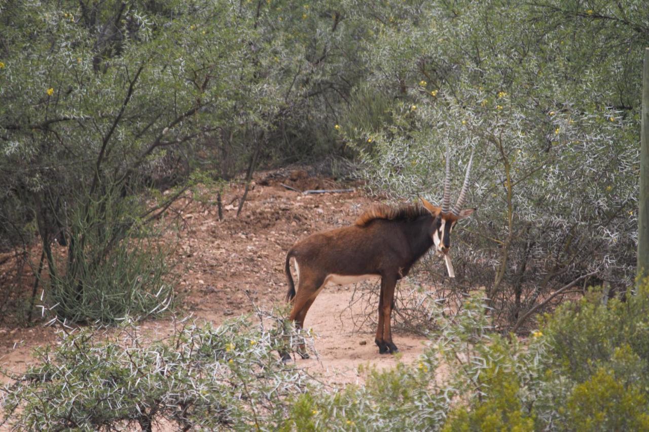 Zwartberg View Mountain Lodge Oudtshoorn Kültér fotó