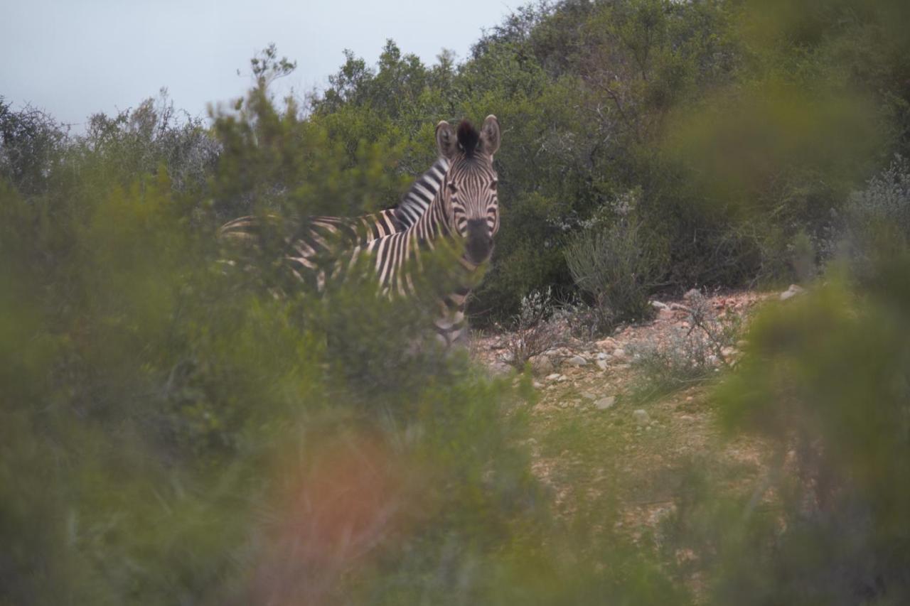 Zwartberg View Mountain Lodge Oudtshoorn Kültér fotó