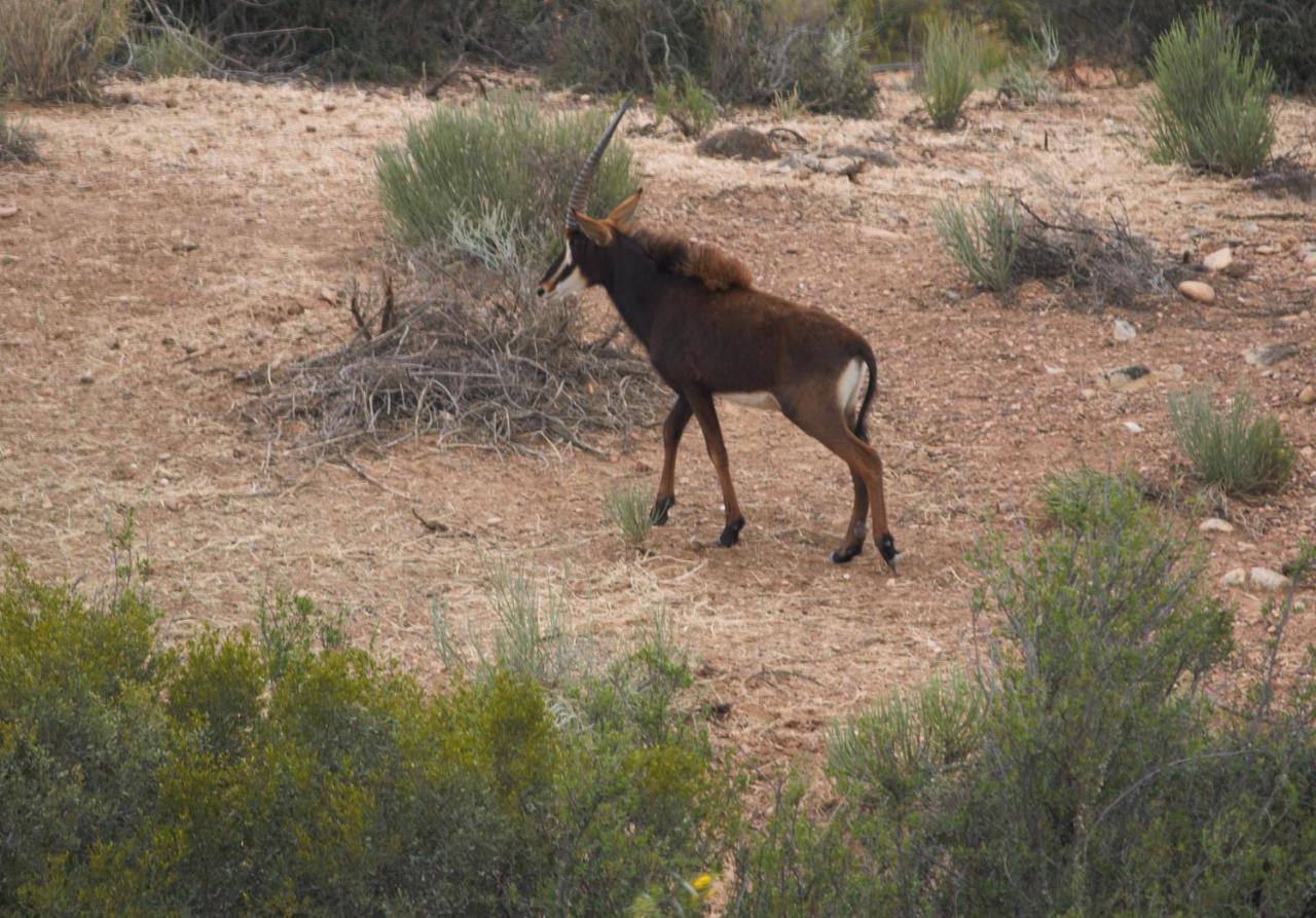 Zwartberg View Mountain Lodge Oudtshoorn Kültér fotó