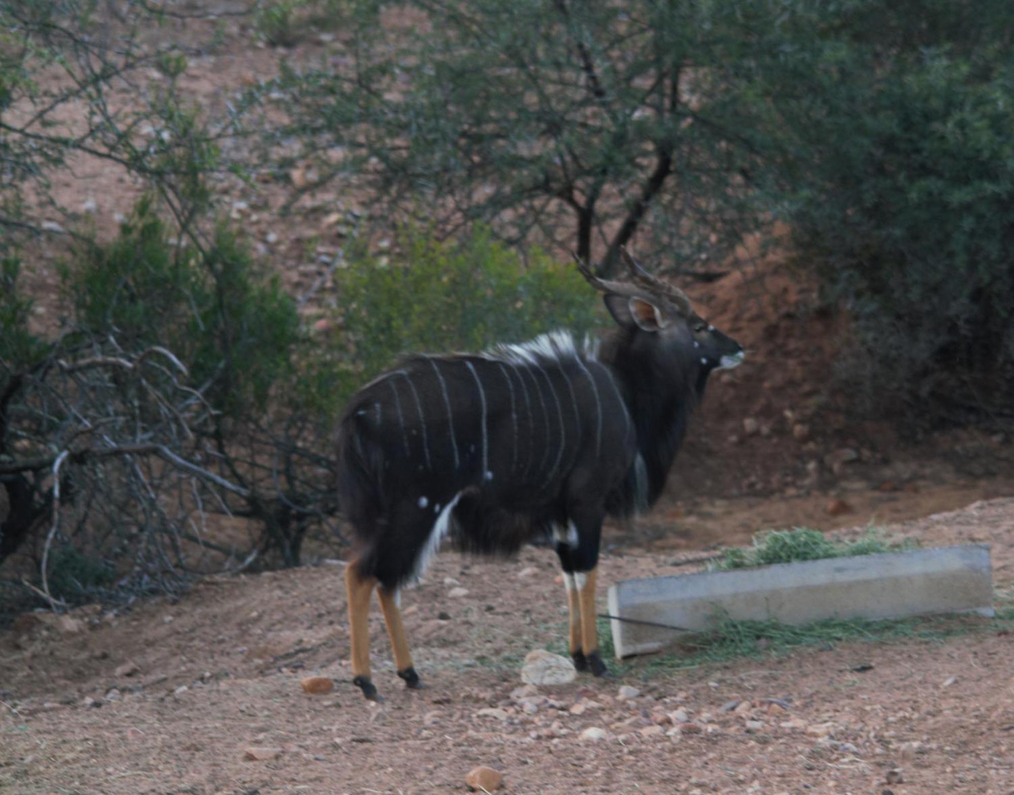 Zwartberg View Mountain Lodge Oudtshoorn Kültér fotó