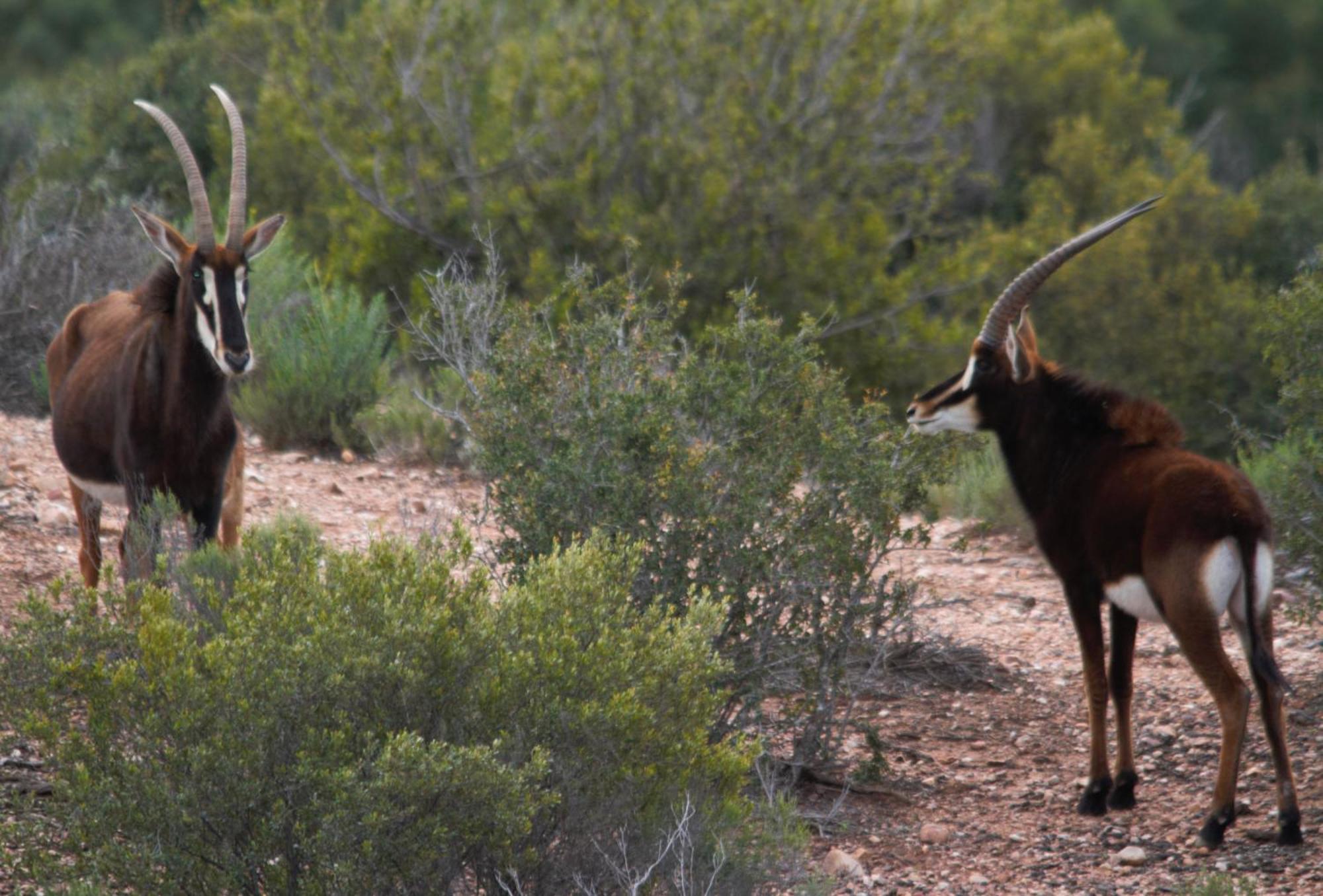 Zwartberg View Mountain Lodge Oudtshoorn Kültér fotó