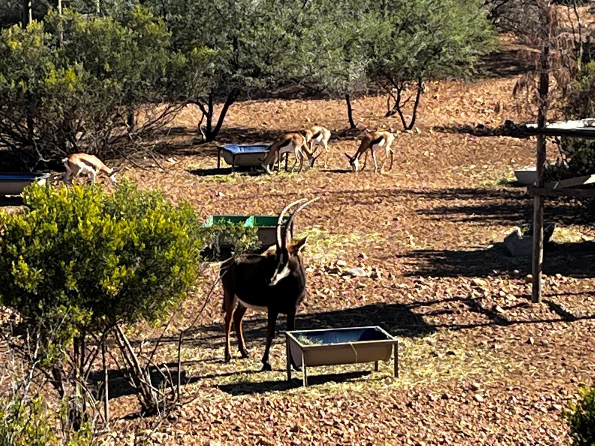 Zwartberg View Mountain Lodge Oudtshoorn Kültér fotó