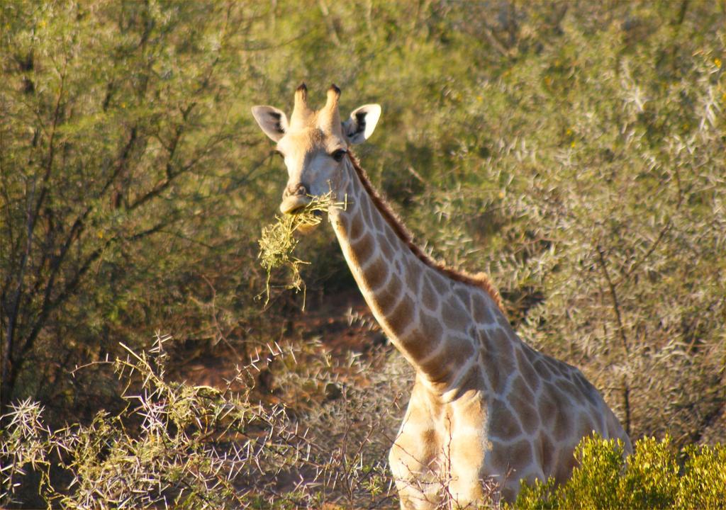 Zwartberg View Mountain Lodge Oudtshoorn Kültér fotó